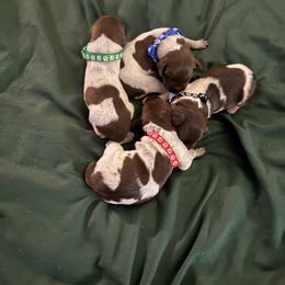 4 male puppies - Liver roan male German Shorthaired Pointer puppy in Osawatomie, Kansas from Doyle’s GSP