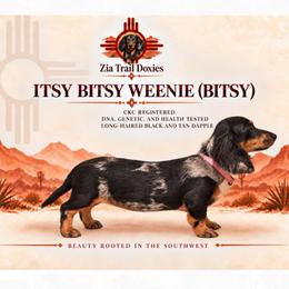 Bitsy - Dachshund