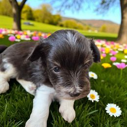 Toby - Parti male Miniature Schnauzer puppy in Paradise, Utah from Highbornschnauzers