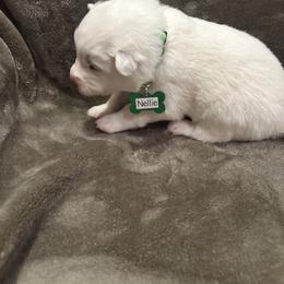 Nellie - White female Samoyed puppy in Atkinson, Nebraska from Sandhills Samoyeds