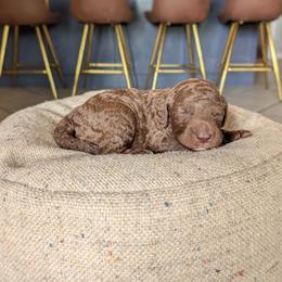 Bruno - Chocolate male Goldendoodle puppy in Prattville, Alabama from Jericho Junction Doodles and Poodles