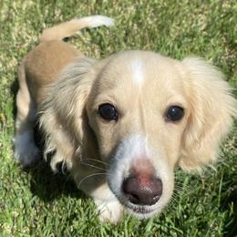 Nala - Dachshund