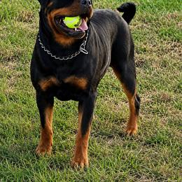 Alba - Rottweiler