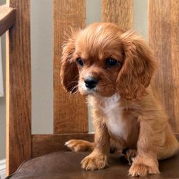 Chester - Ruby male Cavalier King Charles Spaniel puppy in Kidder, South Dakota from Continental Cavaliers