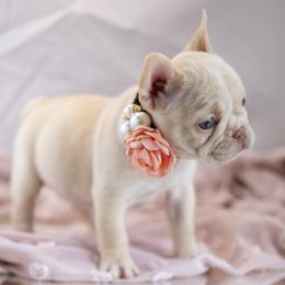 French Bulldogs from Cherry Ridge Frenchies