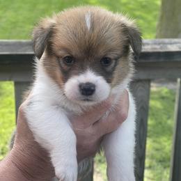 Purple Collar - Red female Pembroke Welsh Corgi puppy in Nevada, Iowa from Rogers AKC Corgis of Iowa.