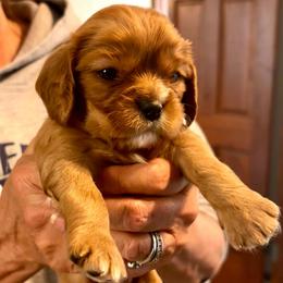 Garrett - Ruby male Cavalier King Charles Spaniel puppy in Lambertville, Michigan from Dream Dog LLC