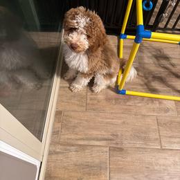 Caleb - Parti male Poodle puppy in Surprise, Arizona from Gentle Paw Poodles and Doodles