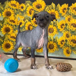 Grampy - Black male American Hairless Terrier puppy in Buckingham, Illinois from Gaus Hof