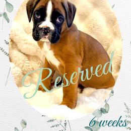 Meryl - Fawn female Boxer puppy in Brownsville, Oregon from Vincent's Pride Boxers ~ Dudley's Dream Boxers