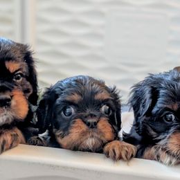 Cavalier King Charles Spaniel puppies from The Kings Cavaliers
