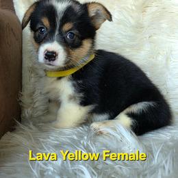 Yellow Female - Black and tan female Pembroke Welsh Corgi puppy in Wayne City, Illinois from Lash Livestock & Corgis