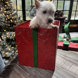 West Highland White Terrier Puppies from AKC Westies. Tami