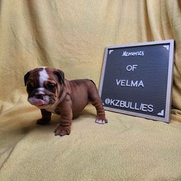 Velma - Red and white female Bulldog puppy in Hillsdale County, Michigan from KZ Bullies LLC