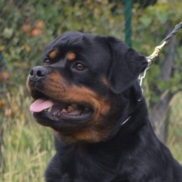 Emina - Rottweiler