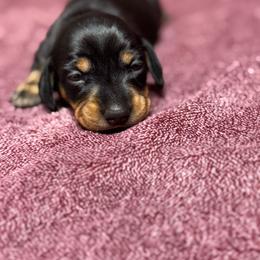 Chocolate chip (Yellow collar) - Black and tan female Dachshund puppy in Turlock, California from Dandelion Dachshund