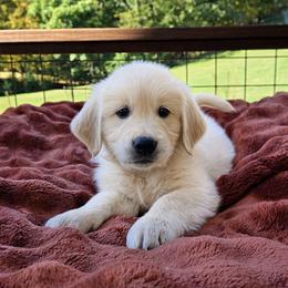 Blue - Light golden male Golden Retriever puppy in Pembroke, Virginia from Springhouse Farms