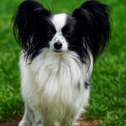 Juniper - Papillon