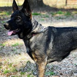 German Shepherds from Shelton’s Shepherds