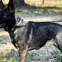 German Shepherds from Shelton’s Shepherds