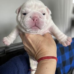Girl 2 - White female Bulldog puppy in Mount Airy, North Carolina from PrimeCut Bulldogs
