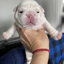Girl 2 - White female Bulldog puppy in Mount Airy, North Carolina from PrimeCut Bulldogs
