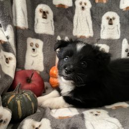 Miniature Australian Shepherd and Toy Australian Shepherd Puppies from Hotmess of Aussies