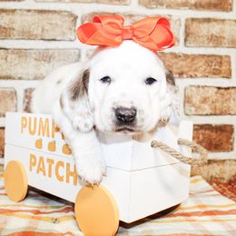 Girl 1 - Red and white female Basset Hound puppy in Antlers, Oklahoma from Rocking H