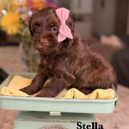 Stella - Chocolate female Australian Labradoodle puppy in Citrus Heights, California from Elite Blend Labradoodles