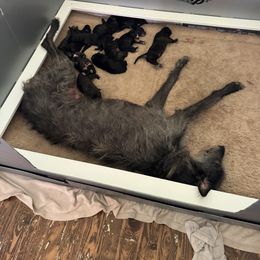 Lurcher Puppies from Sharp Turn Lurchers