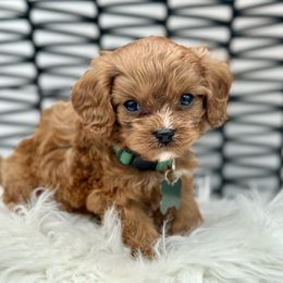 Wanli - Red male Cavapoo puppy in Palm Beach County, Florida from Benji’s Cockapoos
