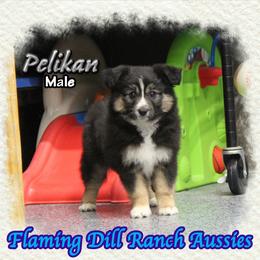 Pelikan - Black tri male Toy Australian Shepherd puppy in Forestburg, Texas from Flaming Dill Ranch Aussies