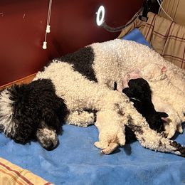 Poodle Puppies from Amanda Winrotte