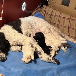 Poodle Puppies from Amanda Winrotte