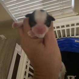 Boy 2 - Black and white male Shih Tzu puppy in Alexander, Arkansas from TnT Shih Tzu