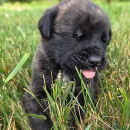 Yellow - Black brindle male Cane Corso puppy in Yale, Michigan from Titan Farms