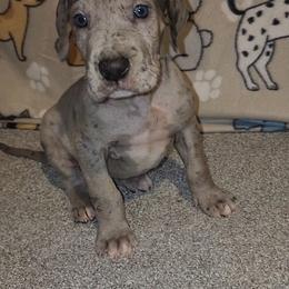 Axel - Merle male Great Dane puppy in Walker, Louisiana from La Rebel Danes