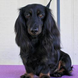 Passion - Dachshund
