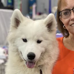 Elektra - Samoyed