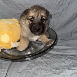 Asiago - Sable female German Shepherd puppy in Magnolia, Texas from K & Q Shepherds