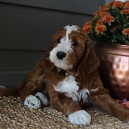 Tootsie - Red  male Goldendoodle puppy in Sioux Falls, South Dakota from Dolly's Doodles