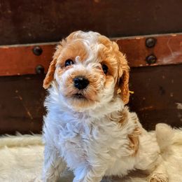 Girl 2 - Goldendoodle puppy in Ohio from Mini Doodle Buddies