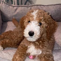 Aussiedoodles, Bernedoodles, Goldendoodles, and Poodles from Scott’s Farm Poodles and Doodles