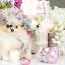 Paisley- AKC Black & Tan Merle: One blue eye - Blue merle female Pomeranian puppy in Santa Rosa, California from Cute California Poms
