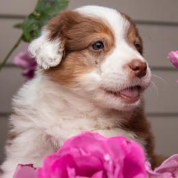 Pink Girl (waiting for you to name her) - Red tri-color female Australian Shepherd puppy in Canby, Oregon from Minuet Australian Shepherds