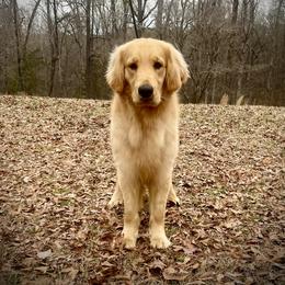 Golden Retriever puppies from Alexander Canines