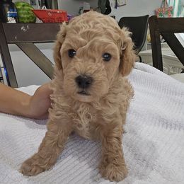 Champ - Apricot male Poodle puppy in Corona, California from Poodle house CA