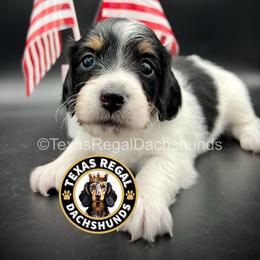 Maverick - Black and tan male Dachshund puppy in Houston, Texas from Texas Regal Dachshunds LLC