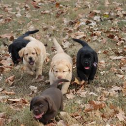 Labrador Retriever Puppies from Ashland Labradors