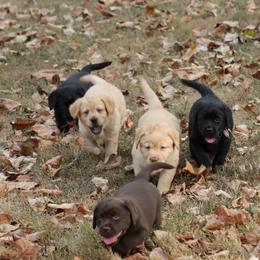 Labrador Retriever Puppies from Ashland Labradors